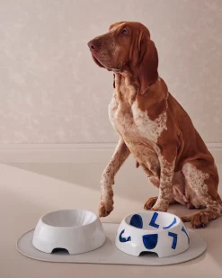 Itsumo pet Yunoki ware